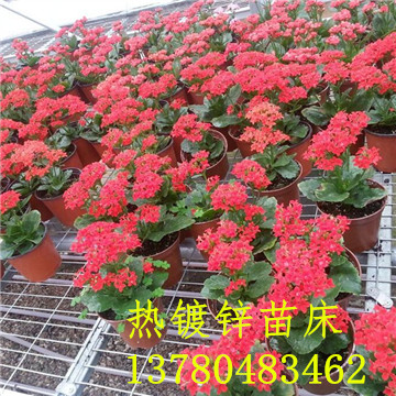 <a href='/' target='_blank'><a href='http://www.nuch.cn/miaochuangsheshi/203.html'target='_blank'>花架網(wǎng)</a></a>