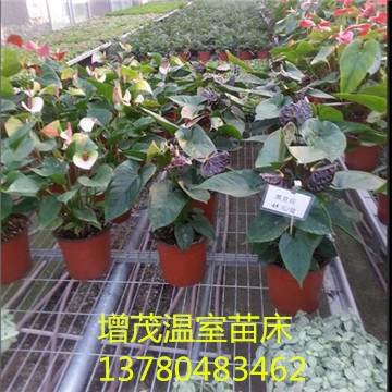 <a href='/' target='_blank'><a href='/' target='_blank'>溫室苗床</a>網</a>廠家 <a href='/' target='_blank'><a href='/' target='_blank'>溫室苗床</a>網</a>廠家